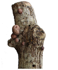 Mico-log-tronco-productor-shiitake-hifas-da-terra